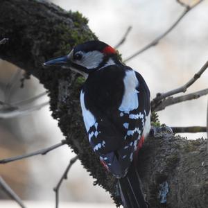 Great Spotted Woodpecker