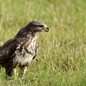 Common Buzzard