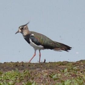 Northern Lapwing