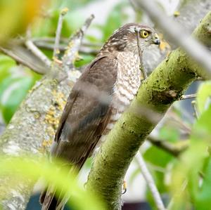 Eurasian Sparrowhawk