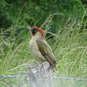 Eurasian Green Woodpecker