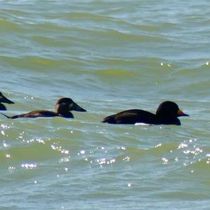 Black Scoter