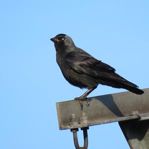 Eurasian Jackdaw