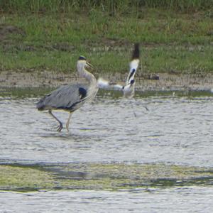 Pied Avocet