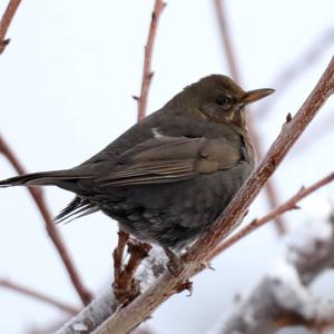 Eurasian Blackbird