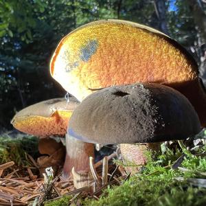 Dotted-stem Bolete