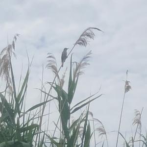 Sedge Warbler