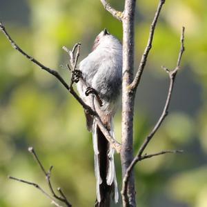 Long-tailed Tit