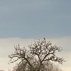 Common Kestrel