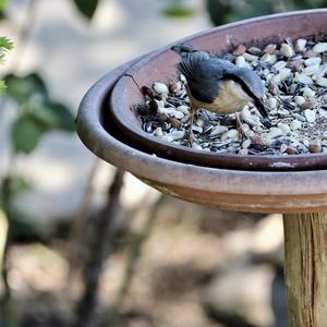 Wood Nuthatch