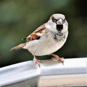 House Sparrow