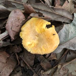 Chanterelle, Common