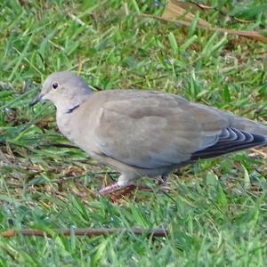 Eurasian Collared-dove