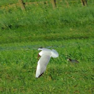 Mediterranean Gull