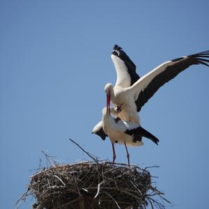 White Stork