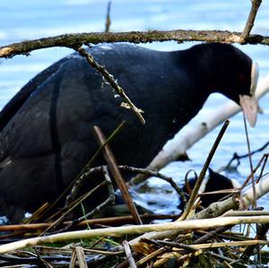 Bläßhuhn