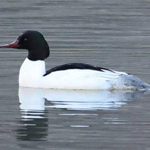 Common Merganser