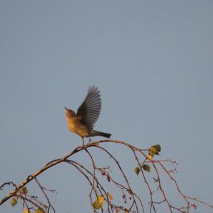 Spotted Flycatcher