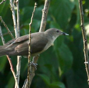 Common Nightingale