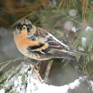 Brambling