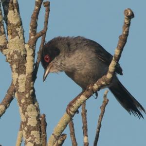 Sardinian Warbler