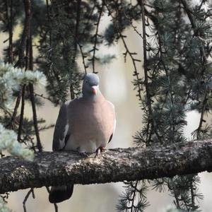 Common Wood-pigeon