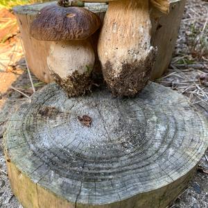 King Bolete