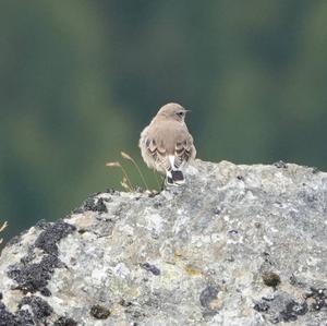 Water Pipit