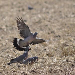 Common Wood-pigeon