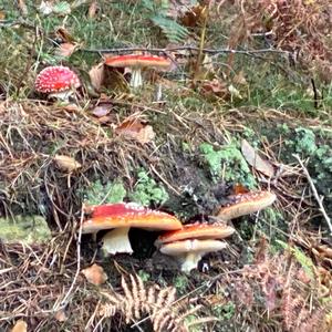 Fly Agaric