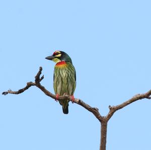 Coppersmith Barbet