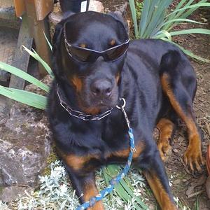 Rottweiler