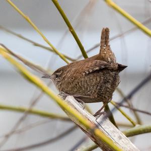 Winter Wren