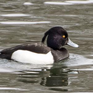 Tufted Duck