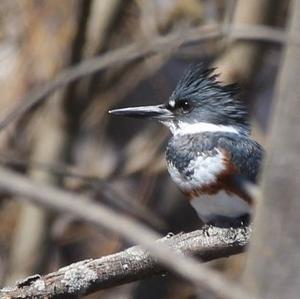 Belted Kingfisher