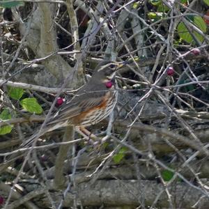 Redwing