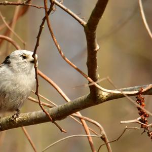 Long-tailed Tit