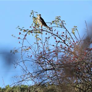 Common Kestrel