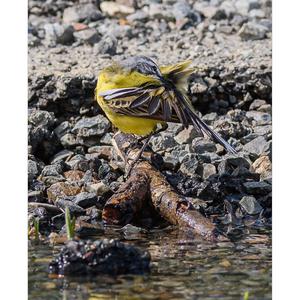 Yellow Wagtail