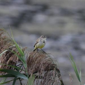 Yellow Wagtail