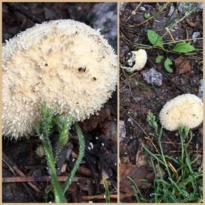 Meadow Puffball