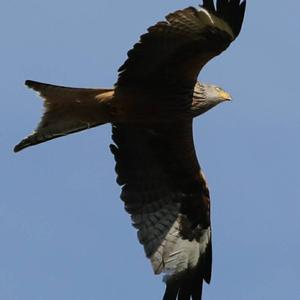 Red Kite