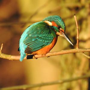 Common Kingfisher