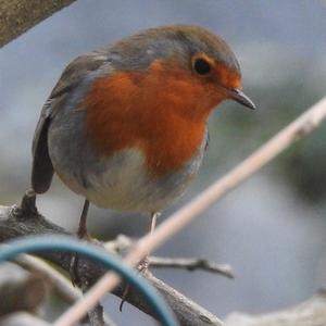 European Robin