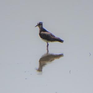 Northern Lapwing