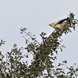 Mäusebussard