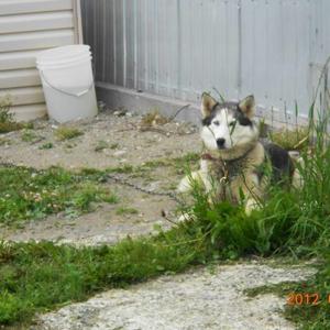 Siberian Husky