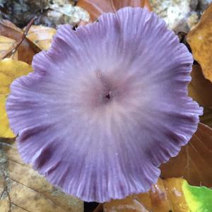 Amethyst Deceiver