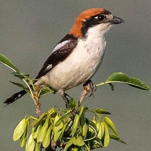 Woodchat Shrike