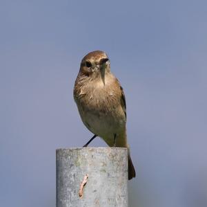 Common Redstart